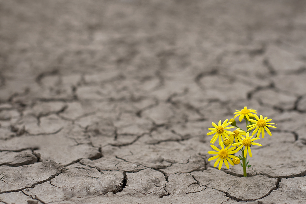 resiliencia